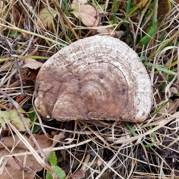 Amanita - Hand Drawn On Bracket Fungus - Picture 2 of 3